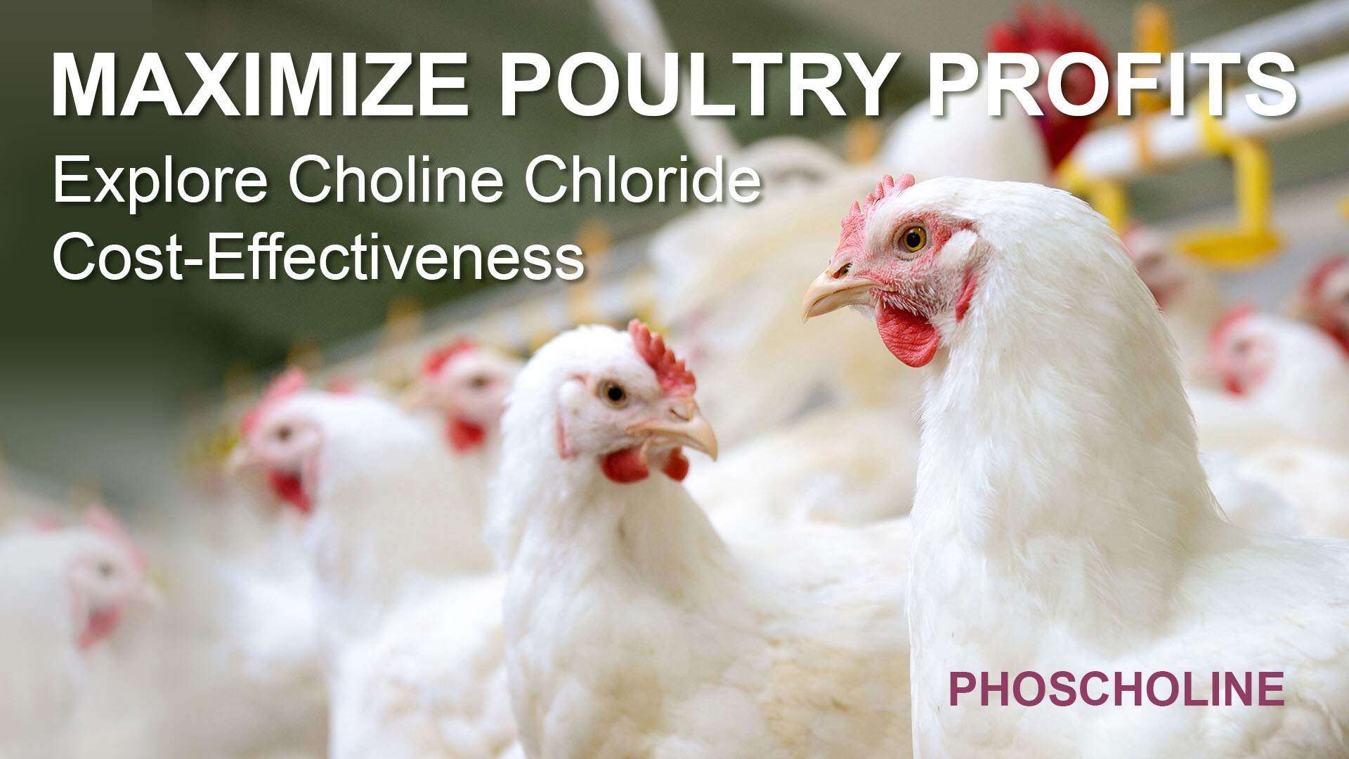 Choline Requirement in Poultry